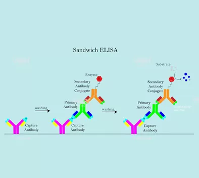 Операция Hotgen в Процедуры фермент-связанных иммуносорбент Assay (ELISA) Продукты